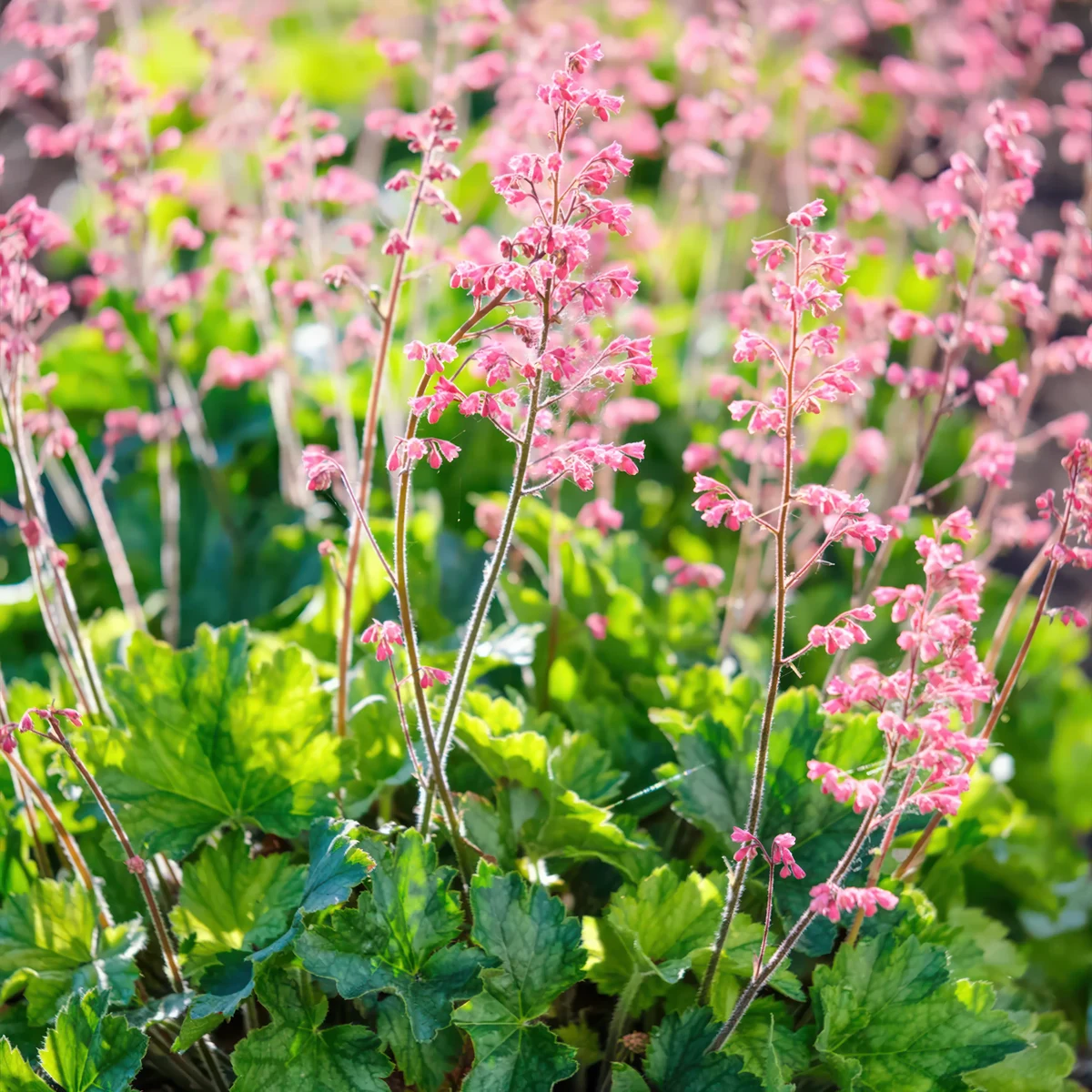 heuchera-sanguinea-pilley-pink.webp
