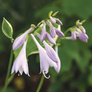 hosta-undulata-albomarginata.webp