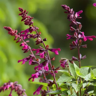 salvia-strawberry-lake.webp