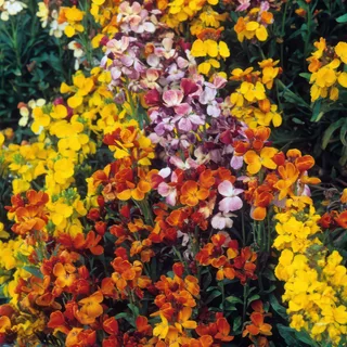 wallflower-erysismum-fair-lady.webp