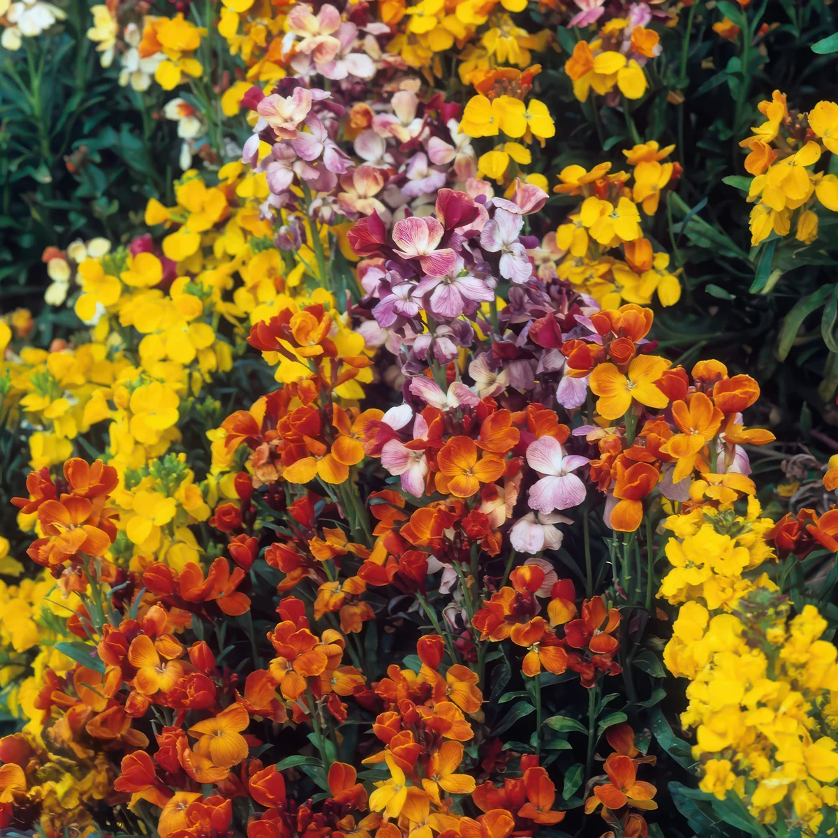 wallflower-erysismum-fair-lady.webp