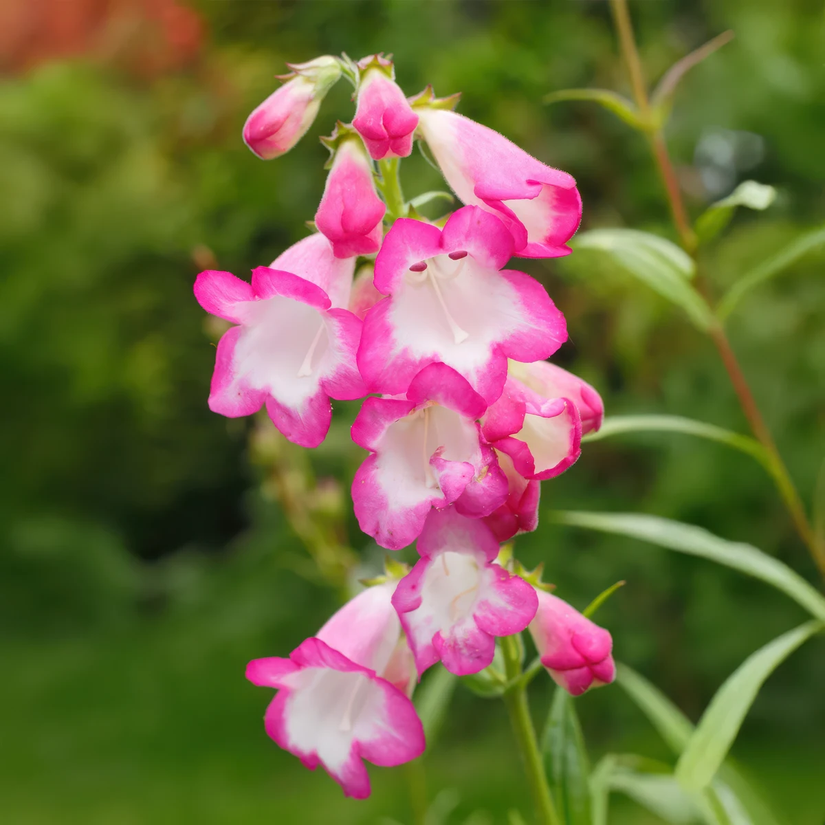 s-l1600.webp