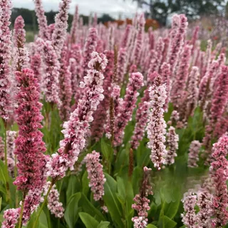 persicaria-bottle-brush-donald-lowndes.webp