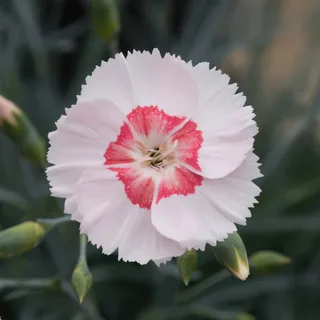dianthus-carnation-cocktail-tequila-sunrise.webp