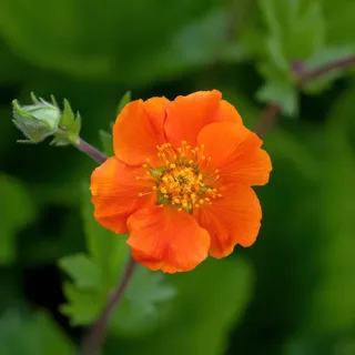 geum-avens-coccineum-koi.webp