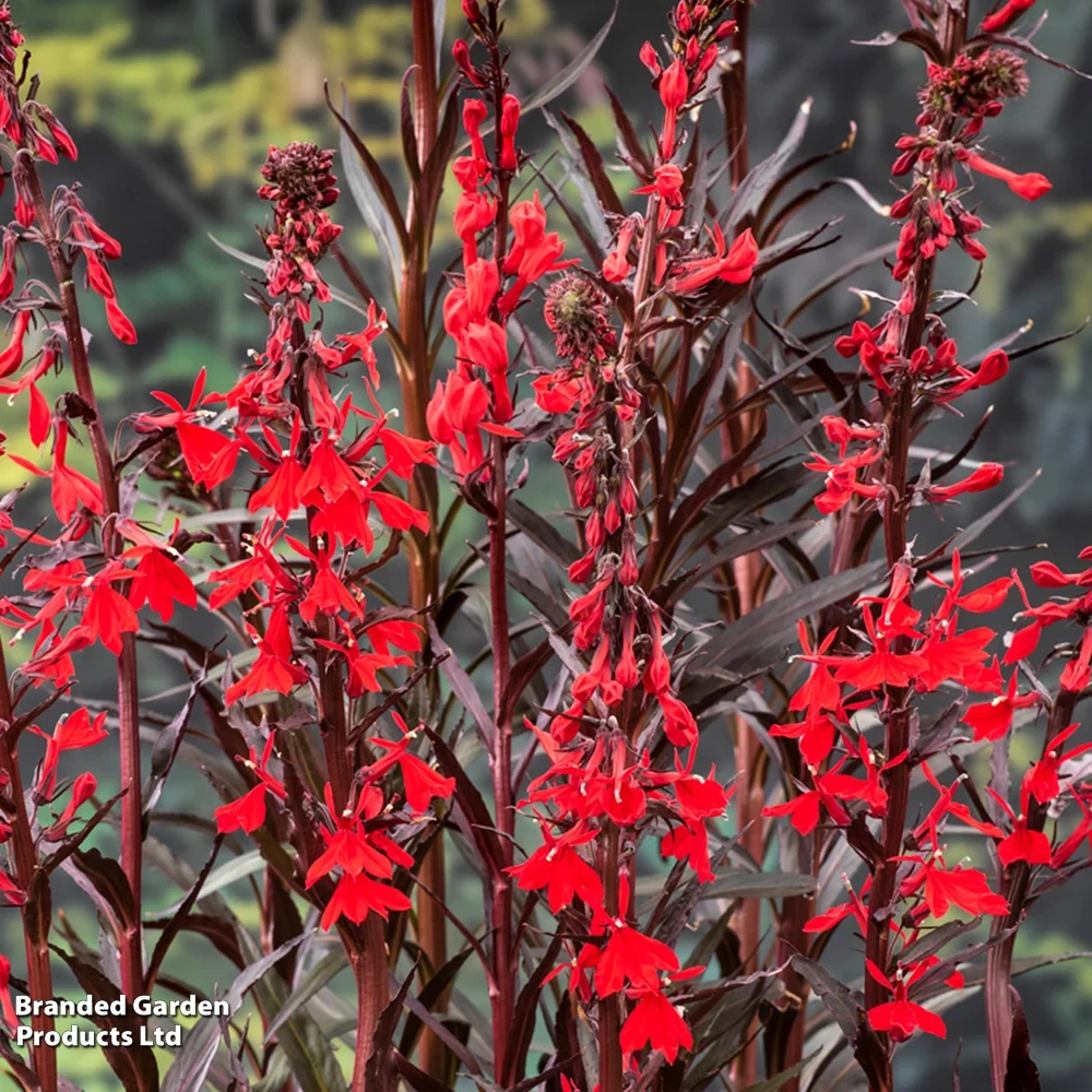lobelia-cardinalis-queen-victoria.webp