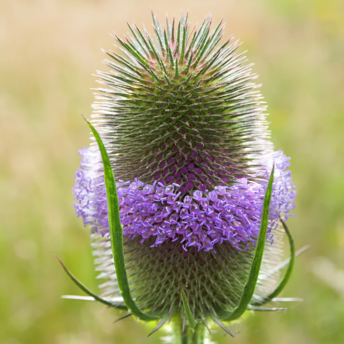 teasel-dipsacus-sylvestris-teasel.webp
