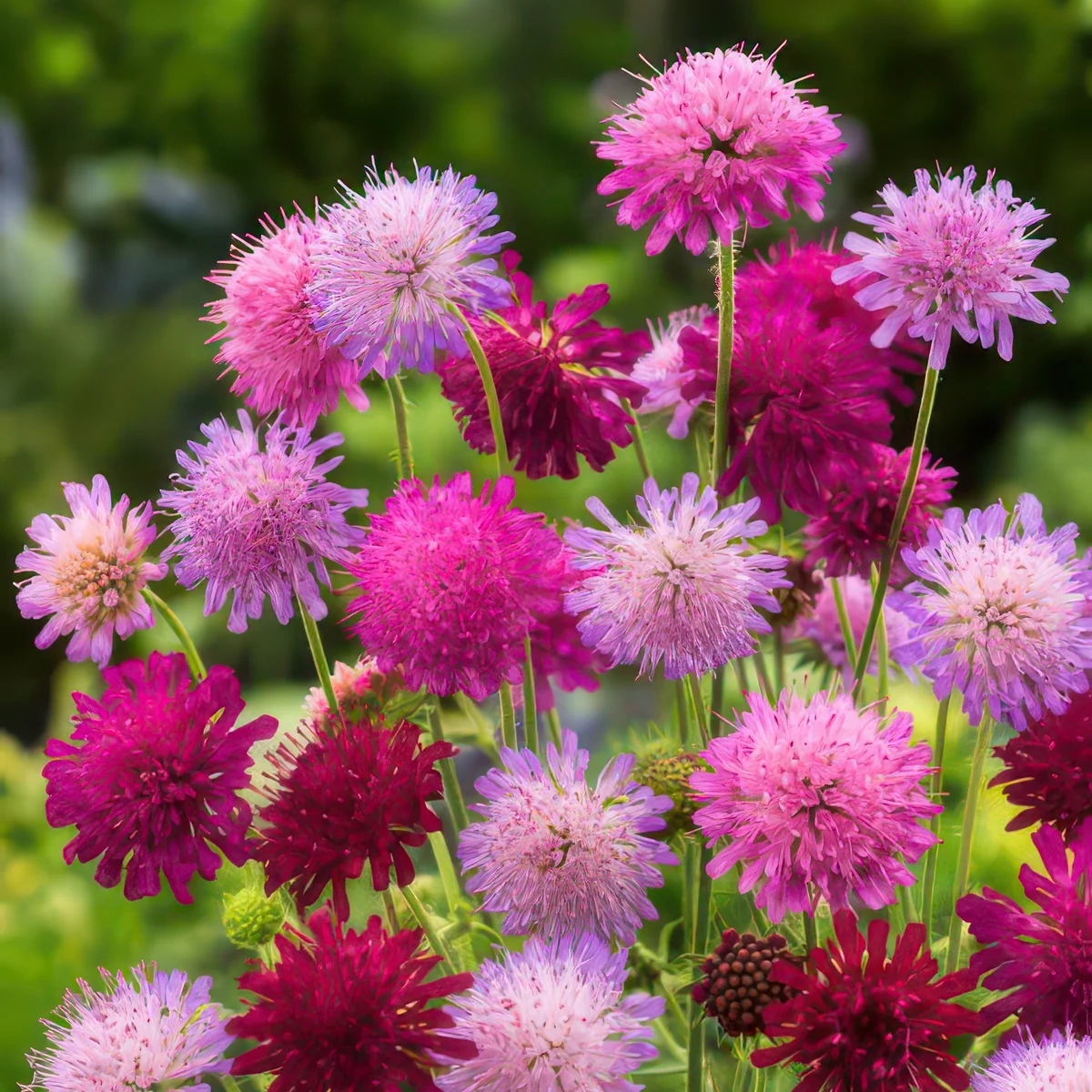 knautia-macedonia-melton-pastels-1.jpg