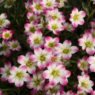 saxifraga-picotee-red.webp