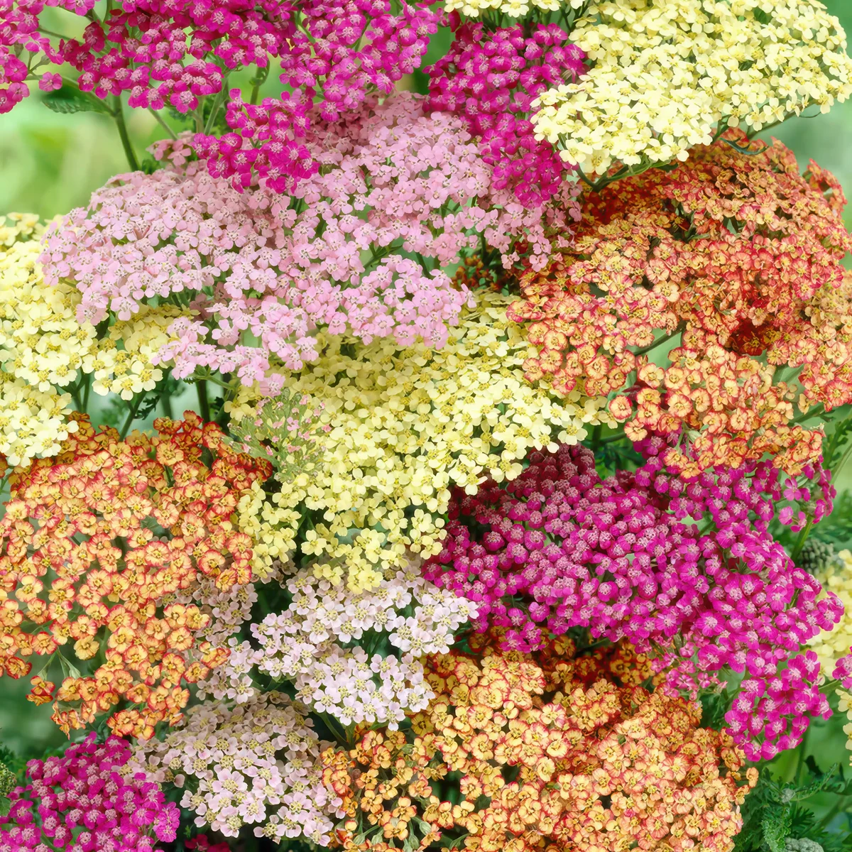 achillea-yarrow-summer-pastels.webp