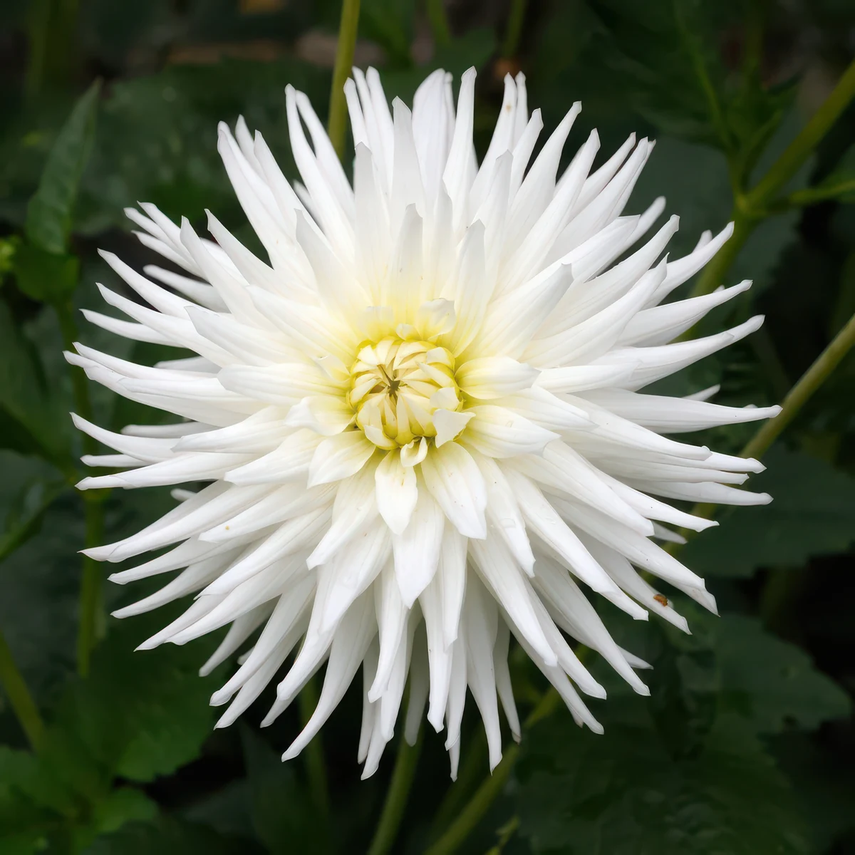 dahlia-mixed-colours.webp