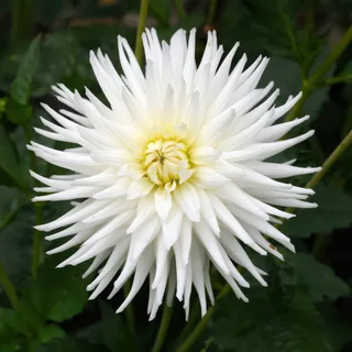 dahlia-mixed-colours.webp