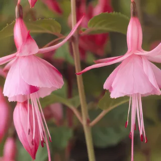 fuchsia-shrimp-cocktail.webp