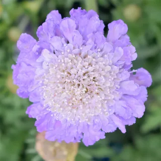 scabious-atropurpurea-mariposa-blue.webp