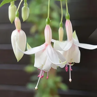 fuchsia-annabel.webp