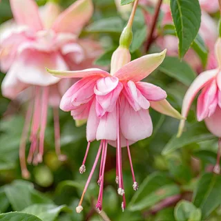 Fuchsia-South-Gate.webp