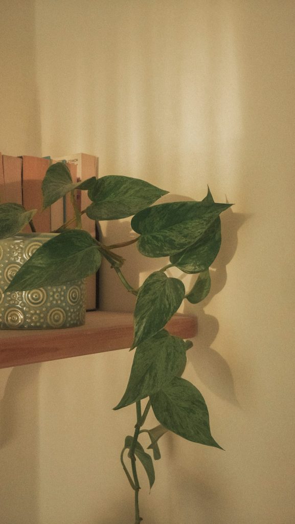 Demo photo: golden pothos ready for the plant shelf.