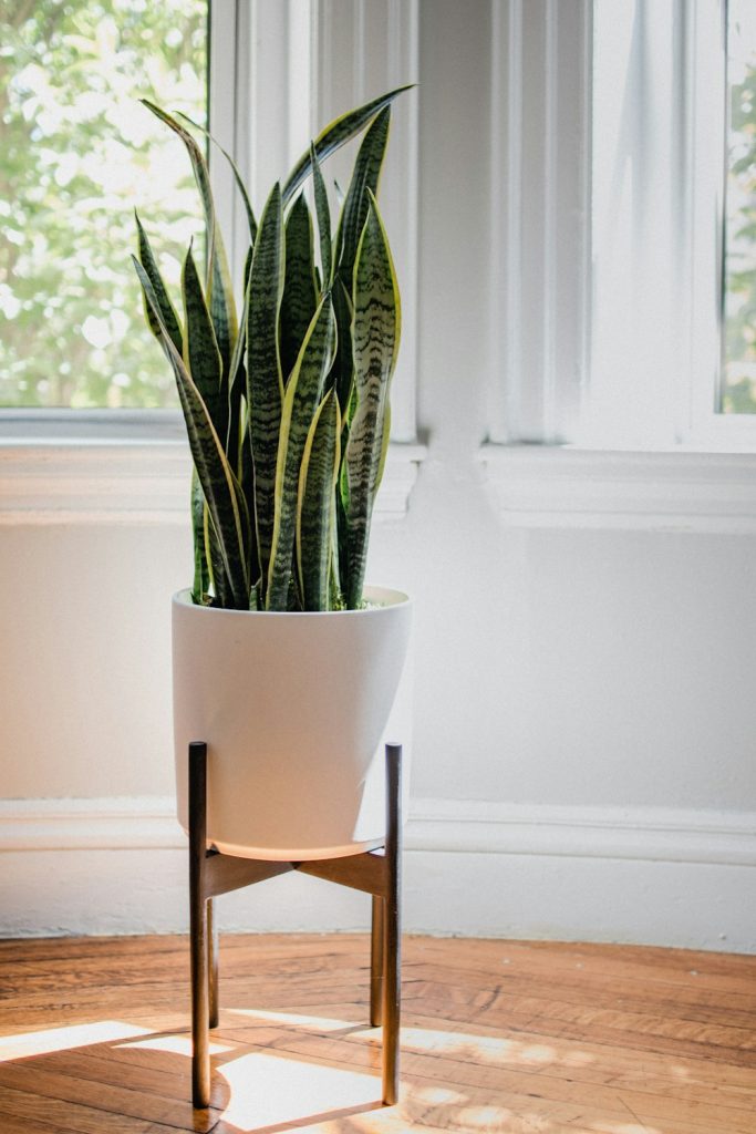 Demo photo: a snake plant for a first desk companion.